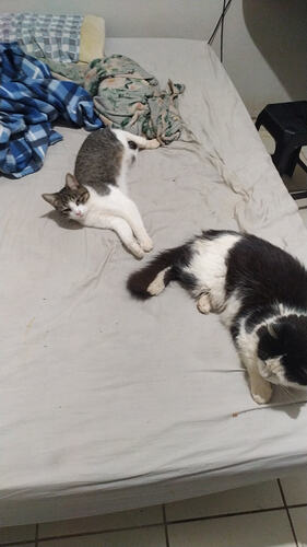 IMG-20260528-WA0103